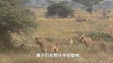 水牛被狩猎，狮子证明森林之王的地位，落单的水牛被攻击没办法！