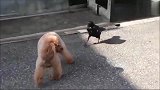 看看八哥跟泰迪犬，太逗了