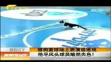新闻夜总汇-20120331-猫狗篮球场上表演追逐戏抢尽风头球员黯然失色！
