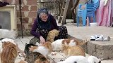 土耳其一63岁老太主动照顾街区流浪猫 给70只猫喂食