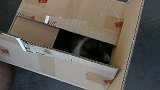 猫猫在箱子里玩的多乖