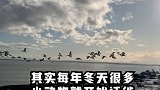 你知道#加拿大也有“#春运”吗？ #温哥华 #加拿大暴雪