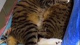 猫妈的好大儿大咪哥哥，小咪乖假装不看