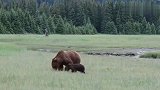 动物世界：黑熊为保护孩子，和狼展开战斗！