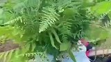 姥姥给6个月宝宝编草帽，特意找了两朵花点缀