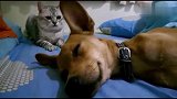 狗狗睡觉打瞌睡，被身后的猫一巴掌拍醒了