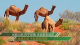 喝水太多？澳大利亚已射杀超5000头骆驼 距离预期目标还差一