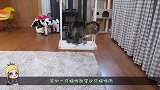 呆萌的猫咪酷爱滚轮，宠主跟随节奏居然跟不上，镜头记录
