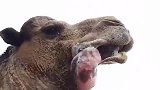 骆驼突然吐出个粉色“肉球”，这玩意，可是骆驼的“大宝贝”！
