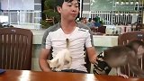 猴子上餐厅吃饭有点都不胆怯，看样子是经常来啊