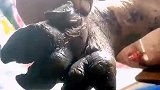 看猪脚屠夫和主家都害怕，直接将猪埋入了菜地
