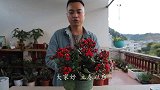 立春后养长寿花，这个位置“剪几刀”，长出大量粗芽