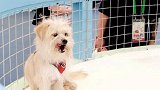 国内首只克隆狗亮相亚洲宠物展
