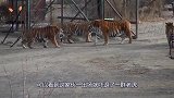 这家伙是什么来头一出场就吓退了一群老虎，一头老虎当场吓趴！