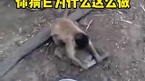 你不想想为什么它磨刀呢