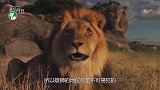 雄狮看到镜子中的自己，不停的寻找，狮子：你出来我不打你