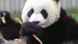 熊猫：一家大哥，这样吃舒服吗