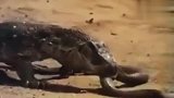 科莫多巨蜥捕杀毒蛇，毒蛇直接被甩皮带活吃，在巨蜥眼里就是小菜