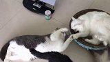 那只坐摇摇椅的也太可爱了吧