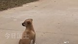 狗在路口接小主人回家，尾巴揺成电动小马达