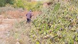 农村76岁老人送章小鱼窝瓜吃，这浓浓的乡情让兄弟俩感动