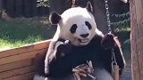 看这只熊猫无所事事荡秋千的样子，憨态可掬，这就是我们的国宝！
