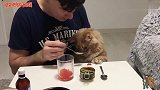 如何分辨鱼子酱的真假俄罗斯网友用“大肥猫”做了一次搞笑实验