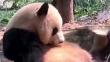 熊猫用小脚丫玩水，简直萌翻了怎么这么像小孩玩水