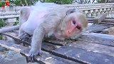 百夫长老猴子阿玛拉它太老了，为很难在控制局面而非常难过！