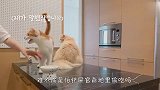 小心眼猫咪怕主人偷吃，一做饭就围上去，看完忍住别笑