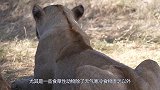 800斤野牛大战狼群，野狼被野牛一脚踩死，镜头记录暴揍全过程