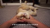 主人给猫咪洗澡，猫咪立马崩不住了：谁允许你帮朕洗澡的？