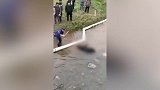 疫期野猪下山咬伤3人 村民暴怒联手打死
