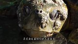 海龟最怕的不是鲨鱼，而是这种“东西”，遇见就只有等死！