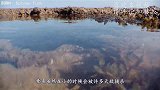 章鱼捕食电鳗，遭到电鳗猛烈反击！双方打得难舍难分！