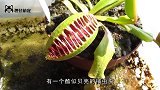 是个狠人！捕蝇草连针都敢夹，下一秒捂住眼别看