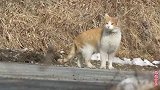 老猫被主人遗弃无家可归，还被流浪猫欺负，可怜的猫咪