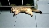 猫咪每天就喜欢这样睡在床底下，这姿势搞笑了!