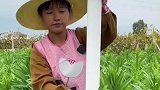 高手去菜叶