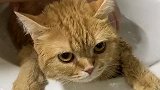 猫：铲屎的，洗澡为什么不给我挤点沐浴露啊！