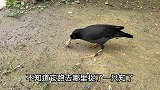八哥鸟以为自己老婆出轨，生气把鸟蛋全部啄破了