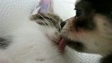 小奶狗一直舔小奶猫，小奶猫感到不耐烦了