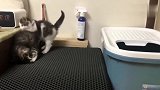 小奶猫爬上猫砂盆想上厕所，结果脚下一滑，狼狈的摔了进去