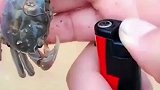 伤敌一千自损八百，必须薅你一块肉？