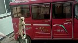 狗狗站立在平衡车上骑行，主人怕它摔倒还给垫了一个脚垫