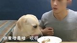 主人套路太深，一眨眼鸡腿变成了骨头，狗狗瞬间就凌乱了