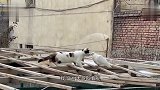 猫：我没事儿溜达溜达，你不要害怕