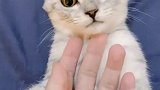 萌猫日常-20200914-当萌猫开了滤镜