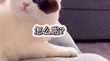 luca：听说你们说我搓脚像和面？是时候证明自己了萌宠出道计划帮猪比编个搓脚舞创作热词猫