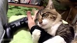 你家猫要是这样，你选择戒猫还是戒手机，我选择把胳膊给它！